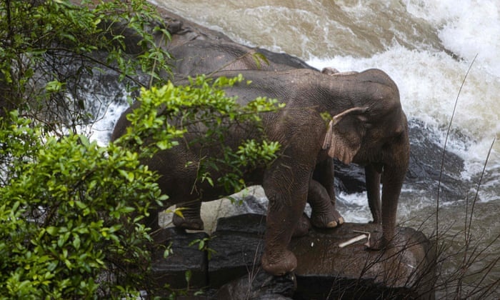 6 con voi chet duoi vi cuu nhau o Thai Lan anh 1