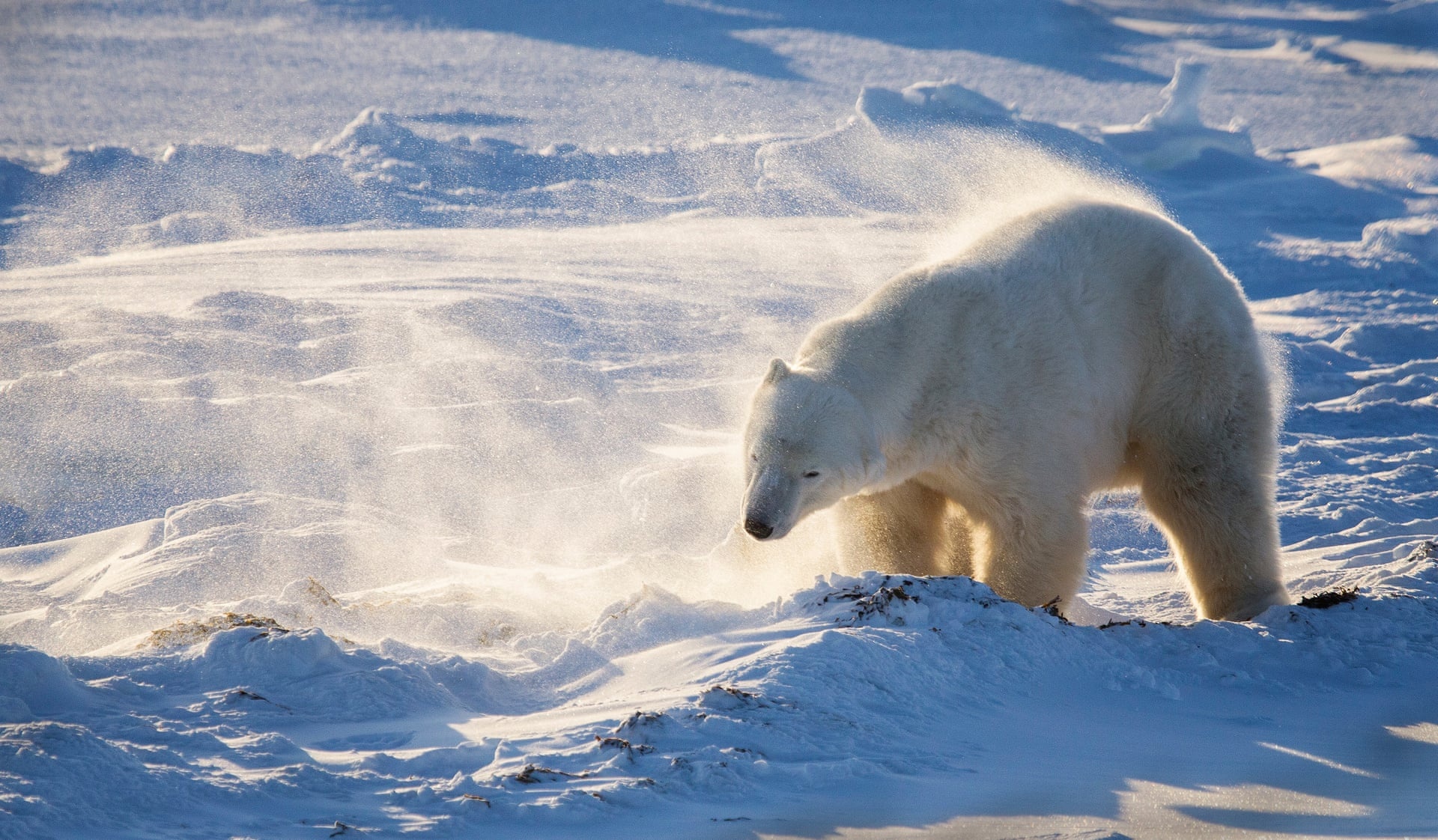 Anh dong vat hoang da dep nhat nam anh 2
