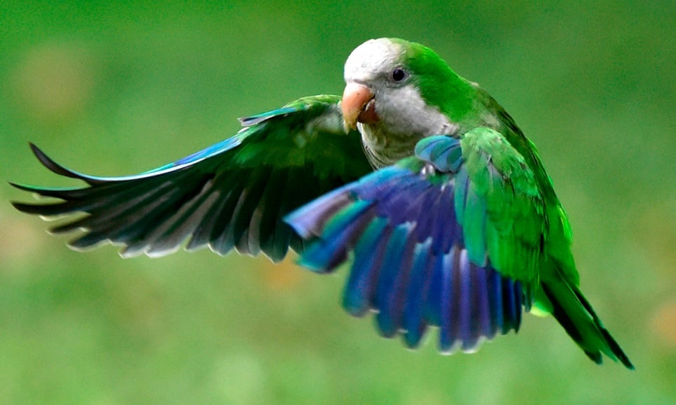 Lo ngai benh dich, Madrid phai giet bot vet thay tu trong thanh pho hinh anh