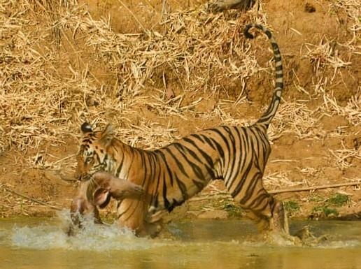 Ho can co nai, ngua qua song ca sau - anh dong vat cua nam hinh anh