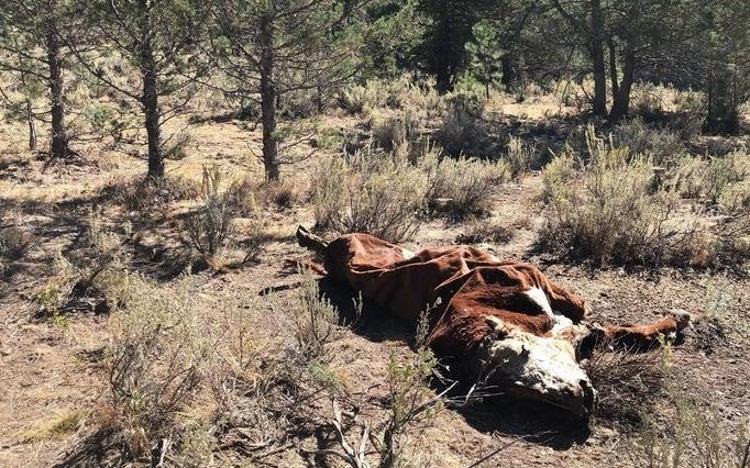 Bo bi rut can mau bi hiem, dan My nghi do nguoi ngoai hanh tinh hinh anh