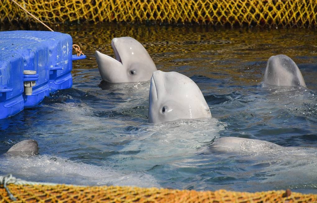 Nga tiếp tục thả cá voi Beluga về tự nhiên ảnh 1 Nga tiep tuc tha ca voi Beluga ve tu nhien anh 1