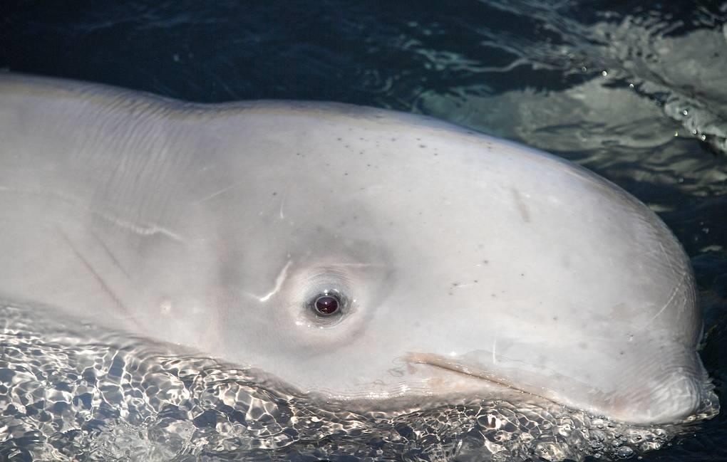 Nga phong thich dan ca voi beluga suyt bi ban cho Trung Quoc hinh anh