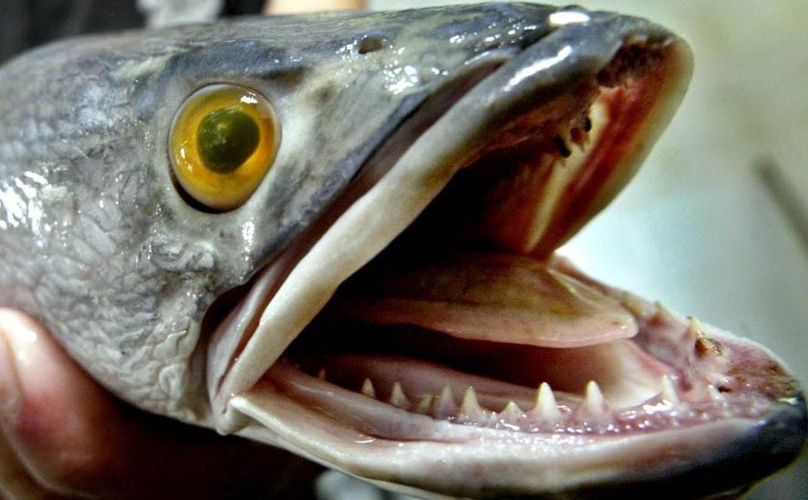 Duoc yeu thich o chau A, ca chuoi goc Trung Quoc lai la ac mong tai My hinh anh