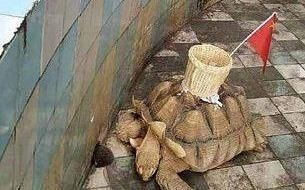 Rua bi ep cong sot cam co Trung Quoc cho du khach nem xu hinh anh