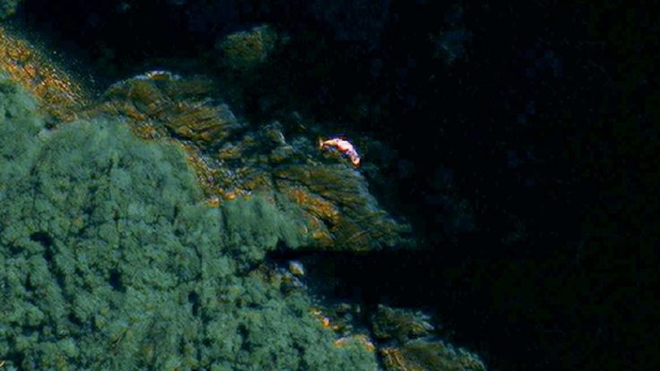 Vệ tinh từ vũ trụ theo dõi cá voi mắc cạn ảnh 1 Ve tinh tu vu tru theo doi ca voi mac can anh 1