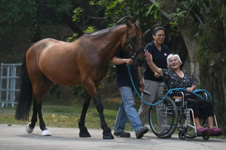 Liệu pháp ngựa cho người già Singapore ảnh 1 Lieu phap ngua cho nguoi gia Singapore anh 1