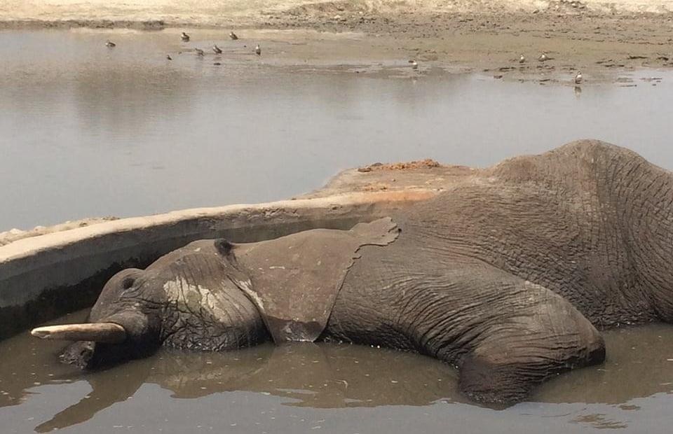 55 con voi chet doi o Zimbabwe do han han ky luc hinh anh