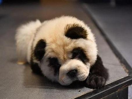 Tiem ca phe gau truc do cho dong the o Trung Quoc hinh anh