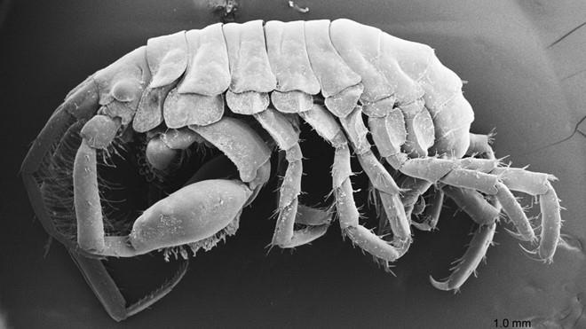 Phat hien loai vat moi song trong mieng ca map hinh anh