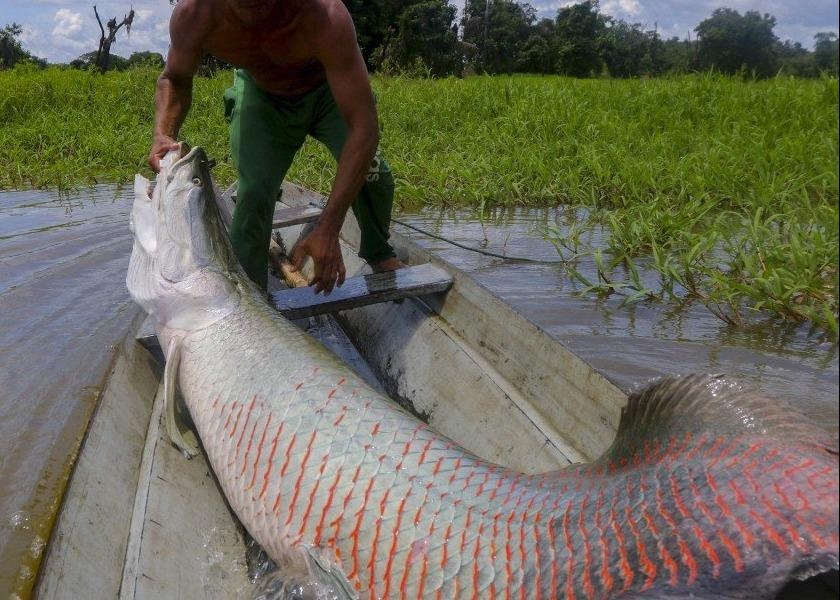 Su hoi sinh cua thuy quai khong lo song Amazon hinh anh