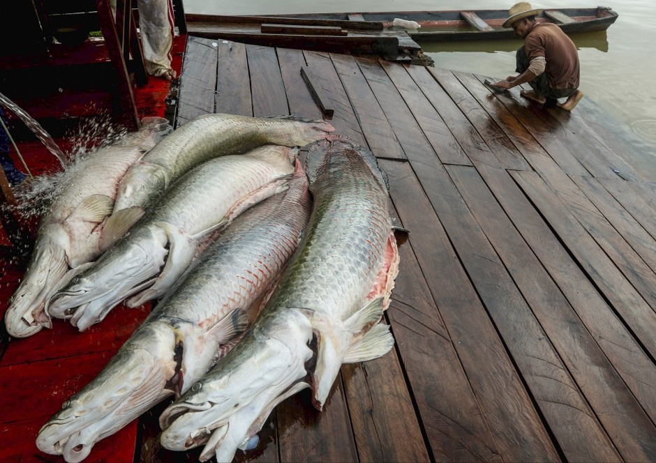 Di san thuy quai song Amazon anh 8