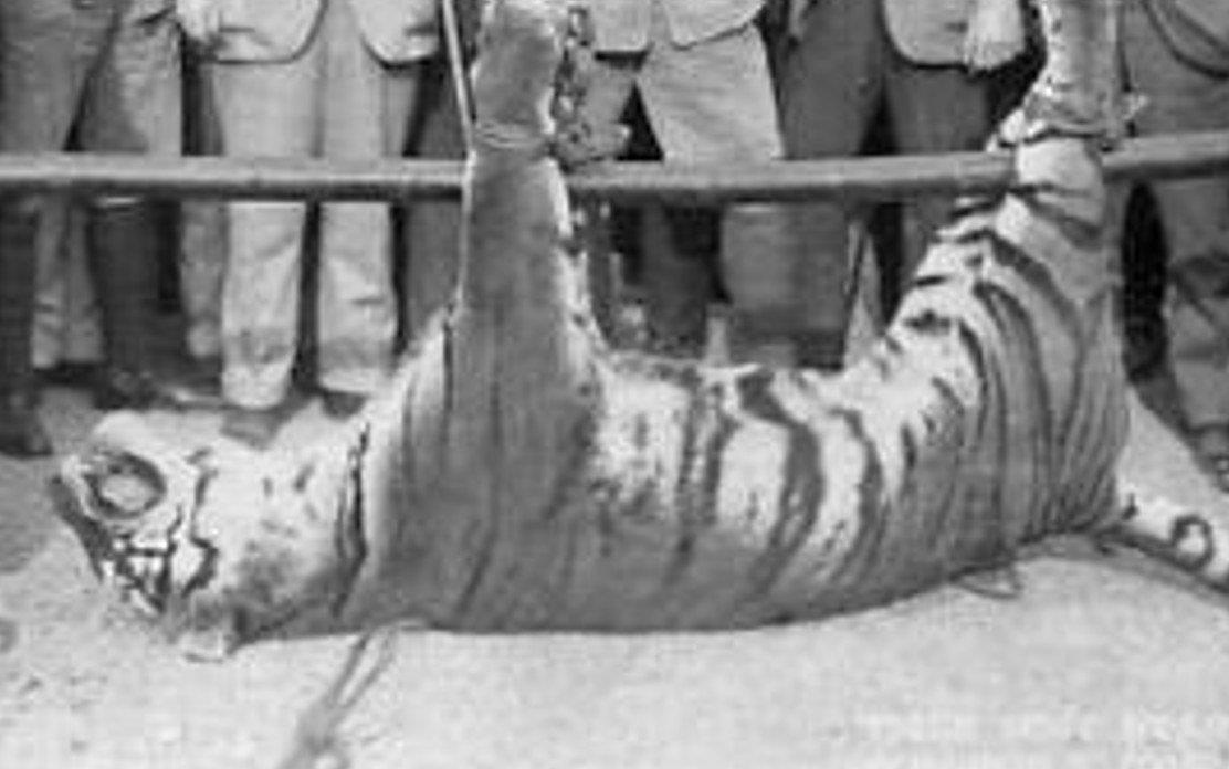 Ho Trung Quoc tan diet vi cac tho san phuong Tay hinh anh