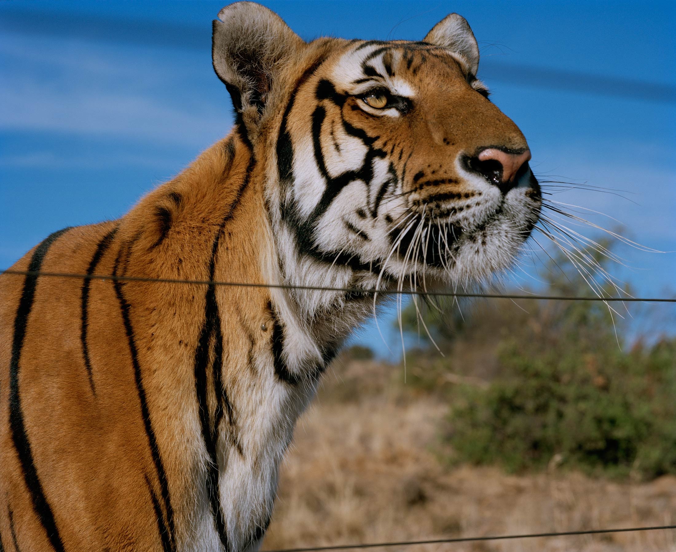 Hồi ký của thợ săn Mỹ về hổ Trung Quốc ảnh 1 Hoi ky cua tho san My ve ho Trung Quoc anh 1