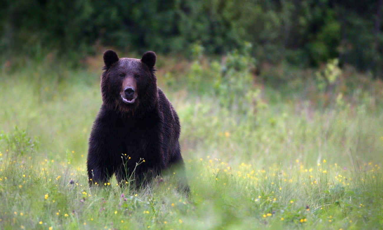 Nhiều người chết vì bị gấu tấn công ảnh 1 Nhieu nguoi chet vi bi gau tan cong anh 1