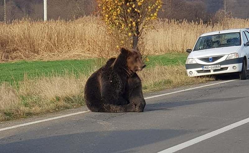Nhiều người chết vì bị gấu tấn công ảnh 2 Nhieu nguoi chet vi bi gau tan cong anh 2