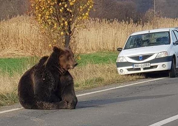 Gau sinh soi qua da, giet chet nhieu nguoi o Romania hinh anh