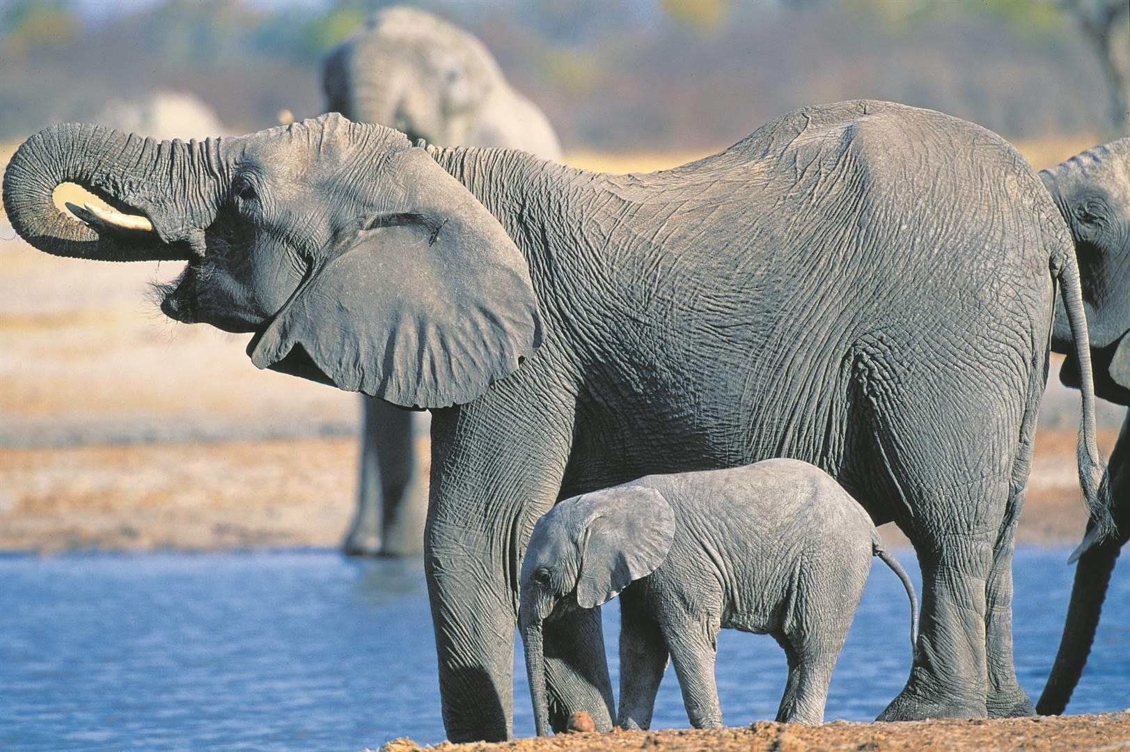 Chinh phu khong du tien nuoi, voi con Zimbabwe bi ban sang Trung Quoc hinh anh
