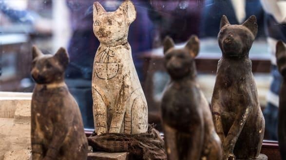 Ai Cap phat hien xac uop meo va ca sau trong ngoi mo co hinh anh