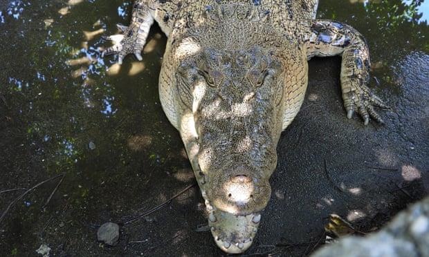 Dan bi ca sau tan cong, Timor Leste khong the giet con vat linh thieng hinh anh