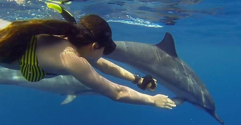 Du khach thich boi voi ca voi Hawaii, chuyen gia lo chung bi quay roi hinh anh