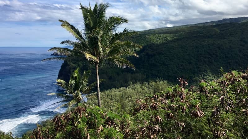 Boi cung ca heo o Hawaii anh 2