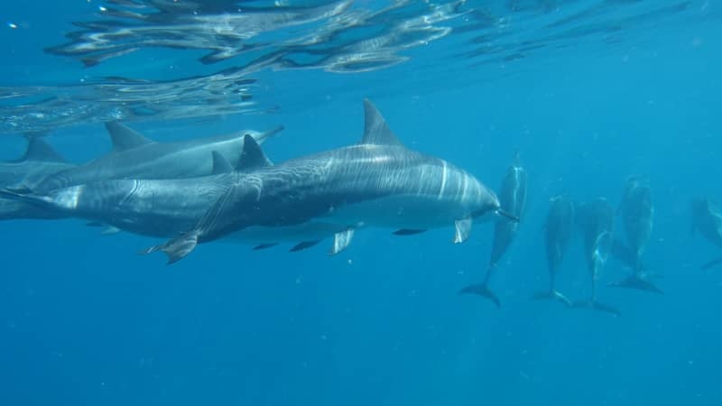 Boi cung ca heo o Hawaii anh 1