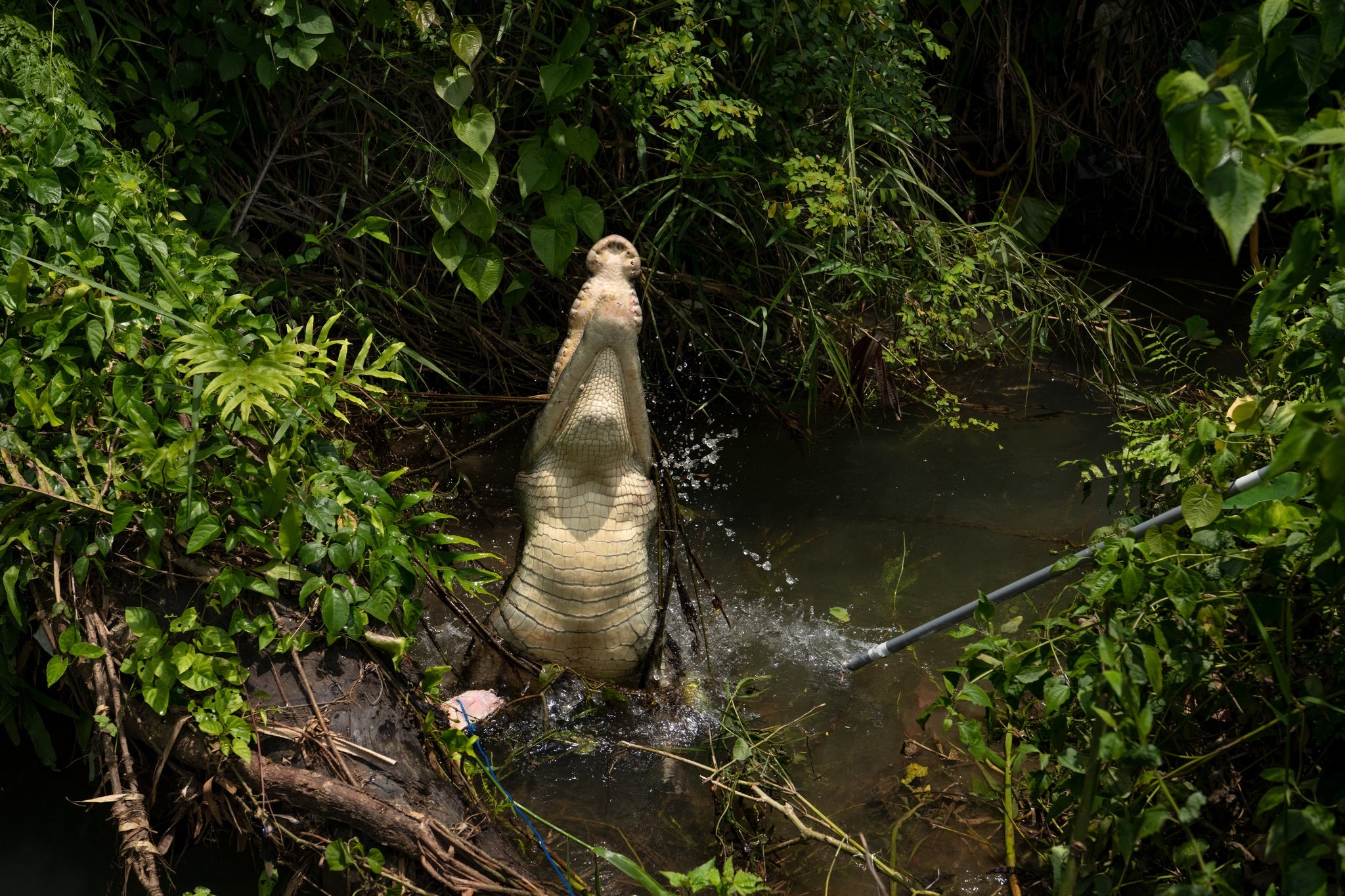 Người dân Timor Leste ngày càng lo sợ cá sấu ảnh 1 Nguoi dan Timor Leste ngay cang lo so ca sau anh 1