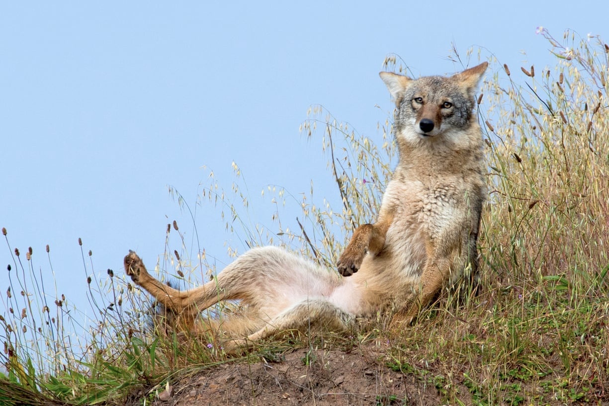 Soi dong co xam chiem het cac bang cua My, chi tru Hawaii hinh anh