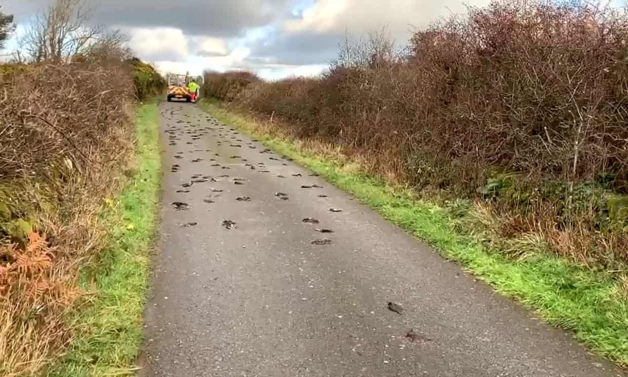 chim chet hang loat anh 1