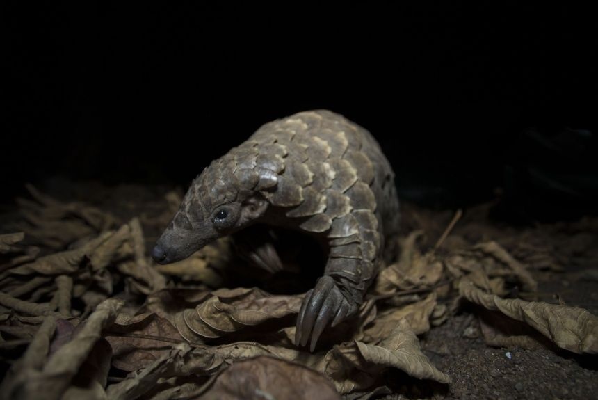 Lan dau tien su dung drone theo doi te te tai tha o Viet Nam hinh anh