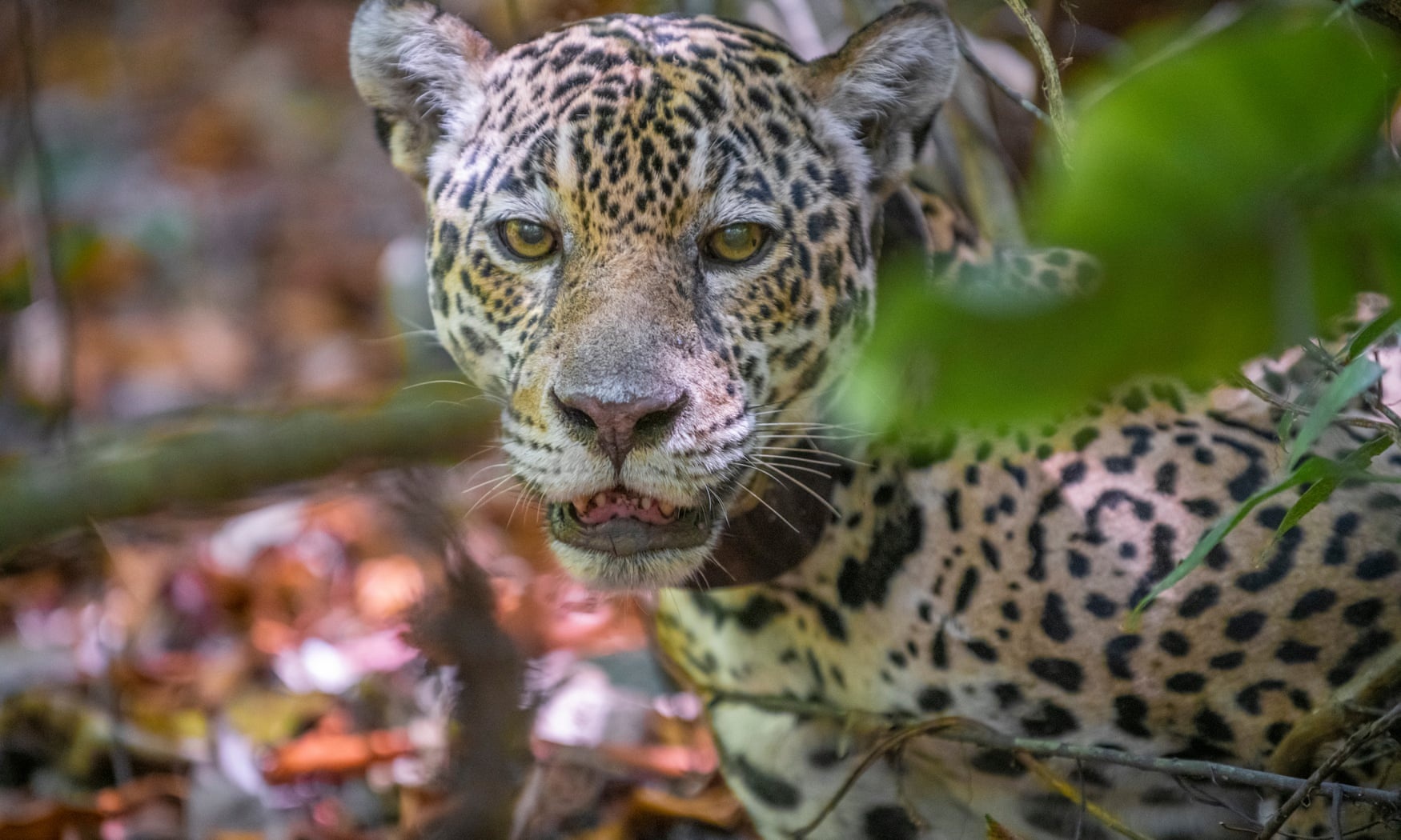 Rung can thuc an, bao dom Amazon phai xuong nuoc muu sinh hinh anh