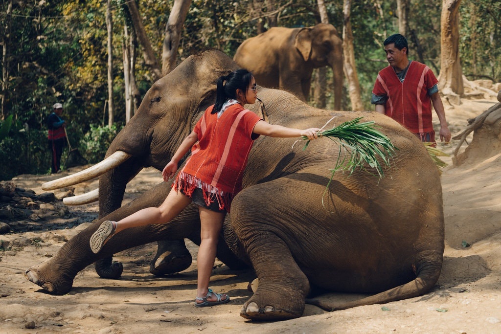 Voi bi bao hanh o Thai Lan anh 2