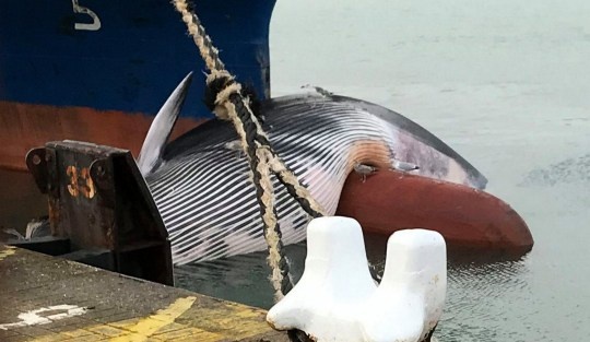 xac ca voi ket tren mui tau anh 1