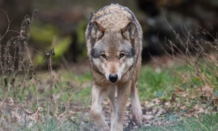 Soi duc co doc o Bi bat ngo 'thoat e' hinh anh