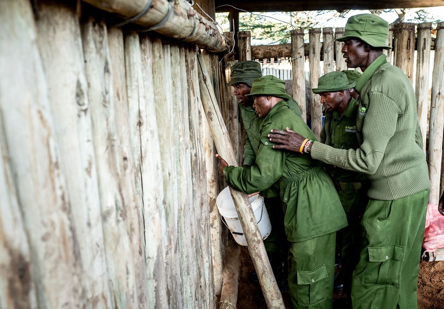 Hoi sinh te giac anh 2