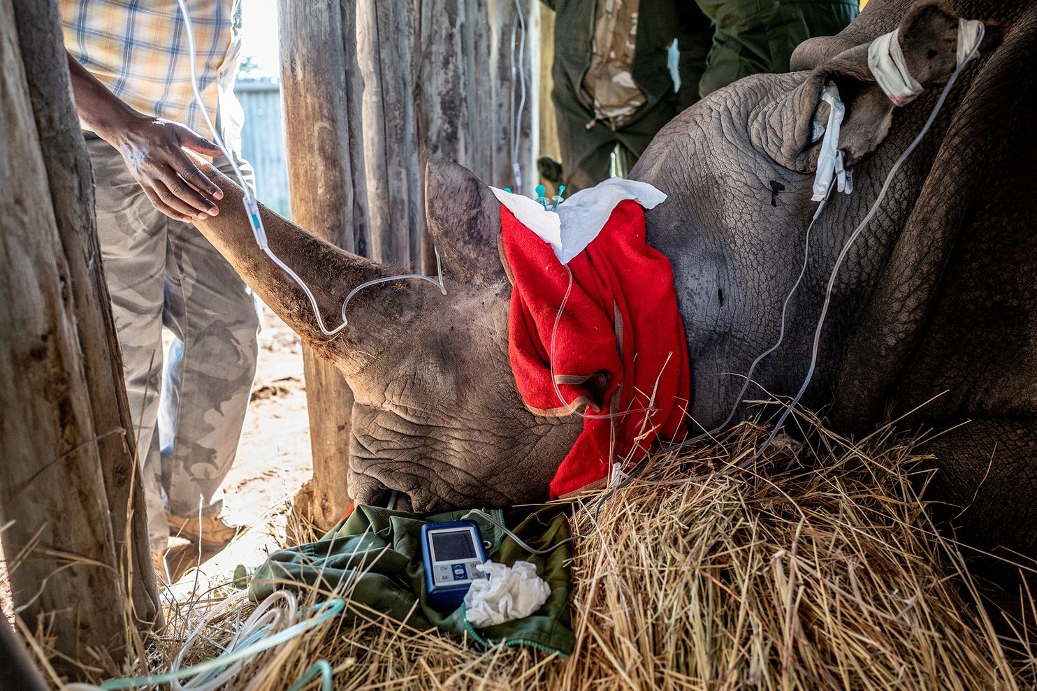 Hoi sinh te giac anh 4