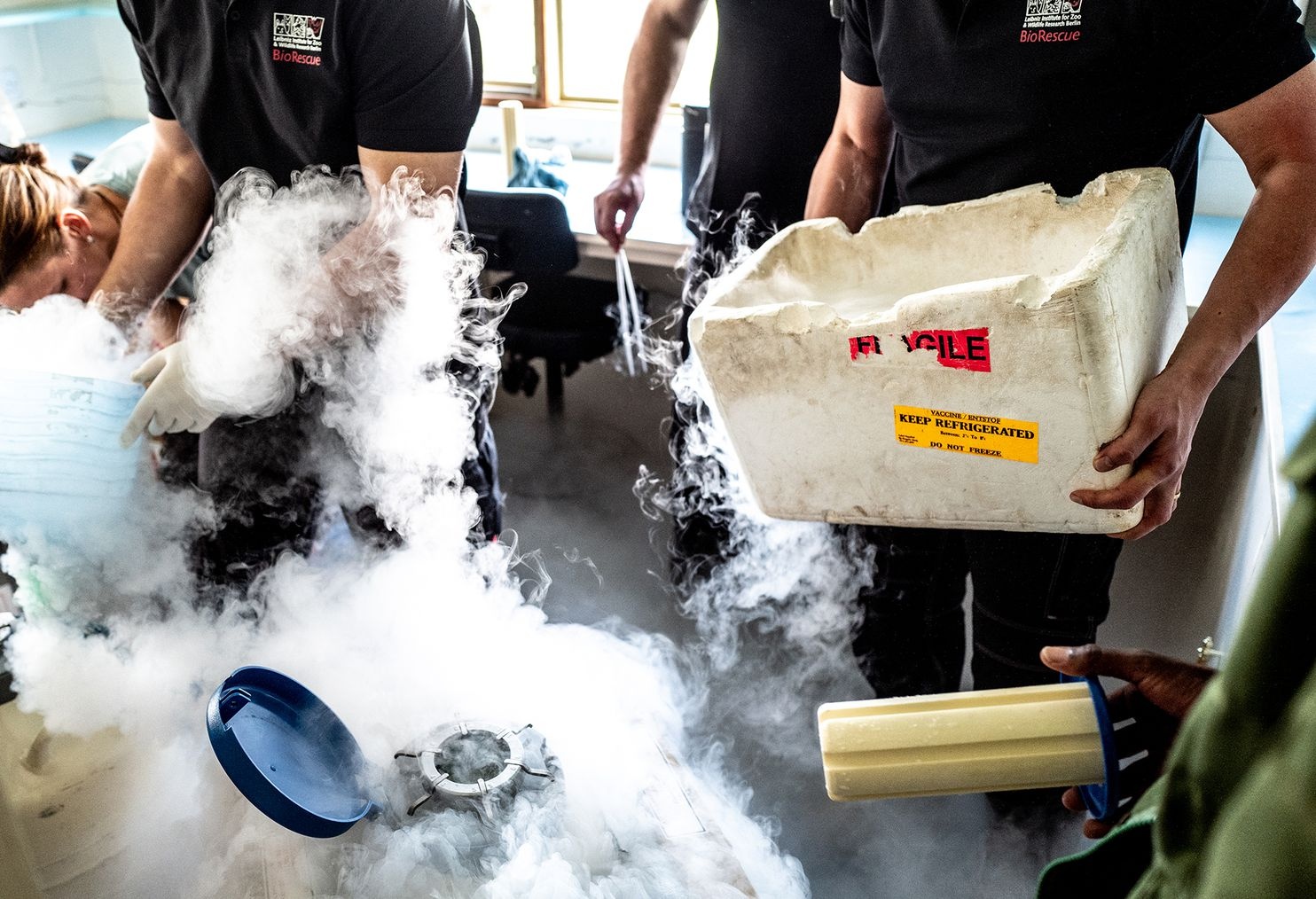 Hoi sinh te giac anh 6