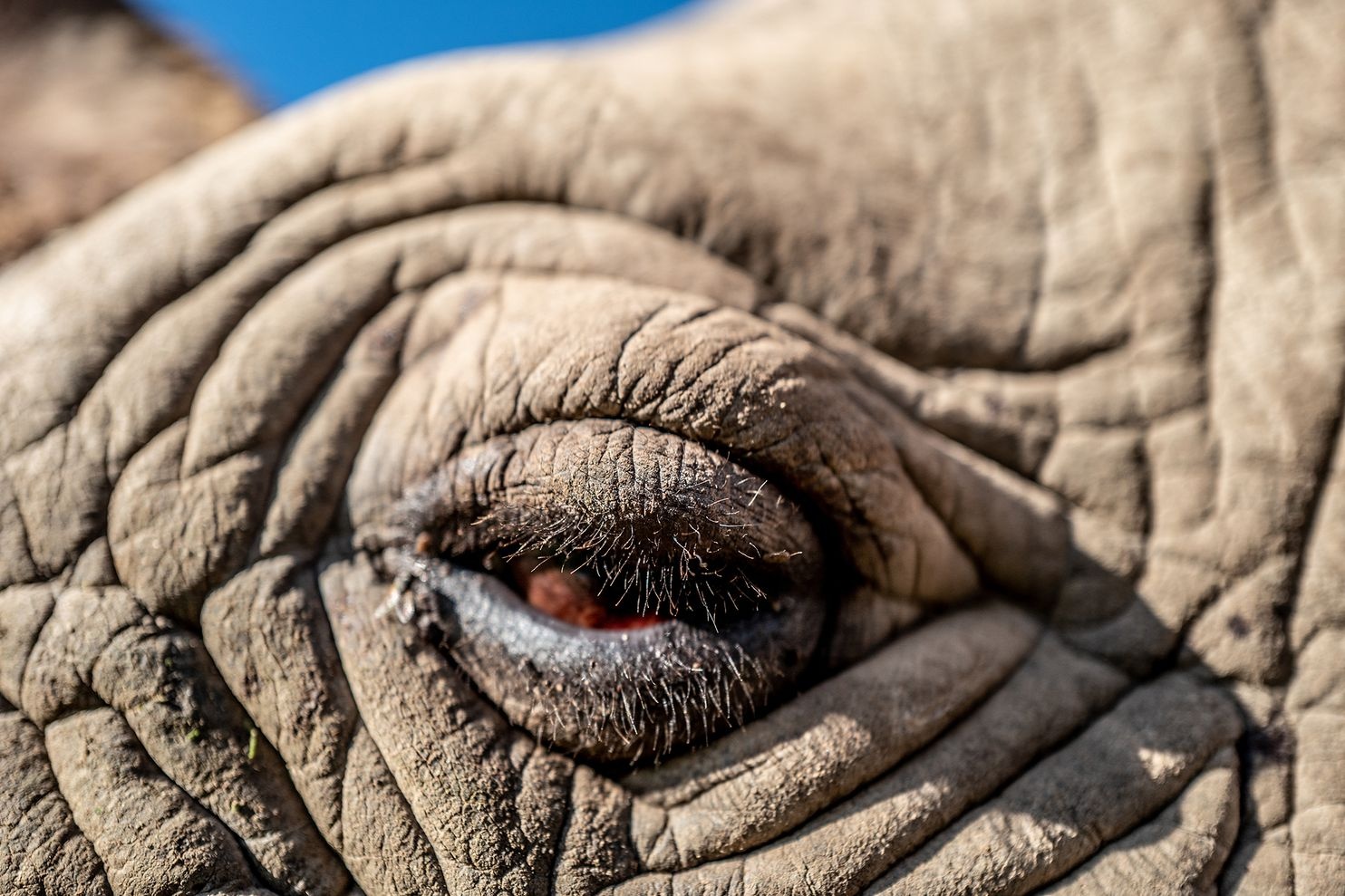 Hoi sinh te giac anh 8