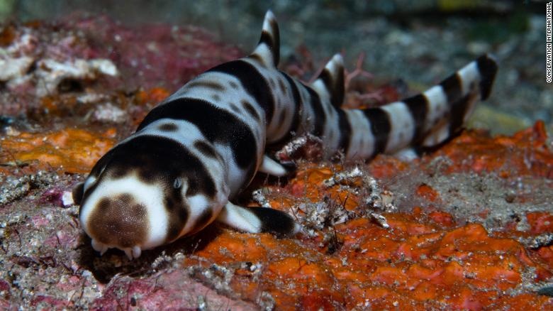 Phat hien loai ca map di bo duoi day bien hinh anh