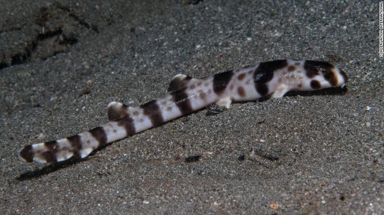 phat hien loai ca map di bo anh 1