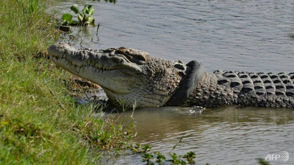 Khong ai tinh nguyen cuu ca sau Indonesia bi ket co trong lop xe hinh anh