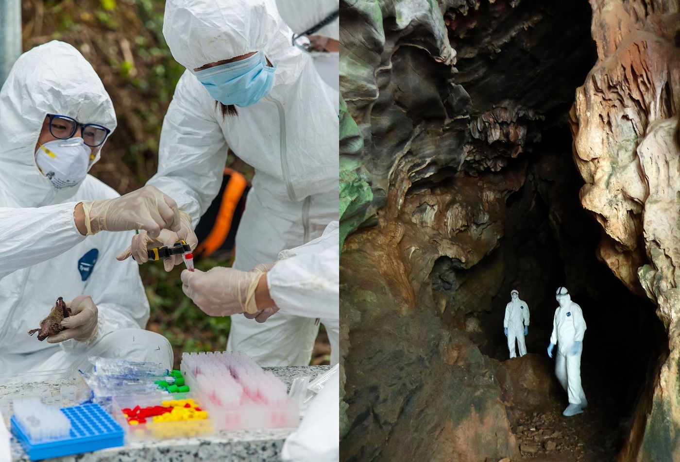 doi virus corona anh 1