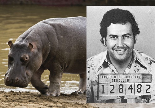 Colombia dau dau vi dan ha ma cua trum ma tuy Escobar hinh anh