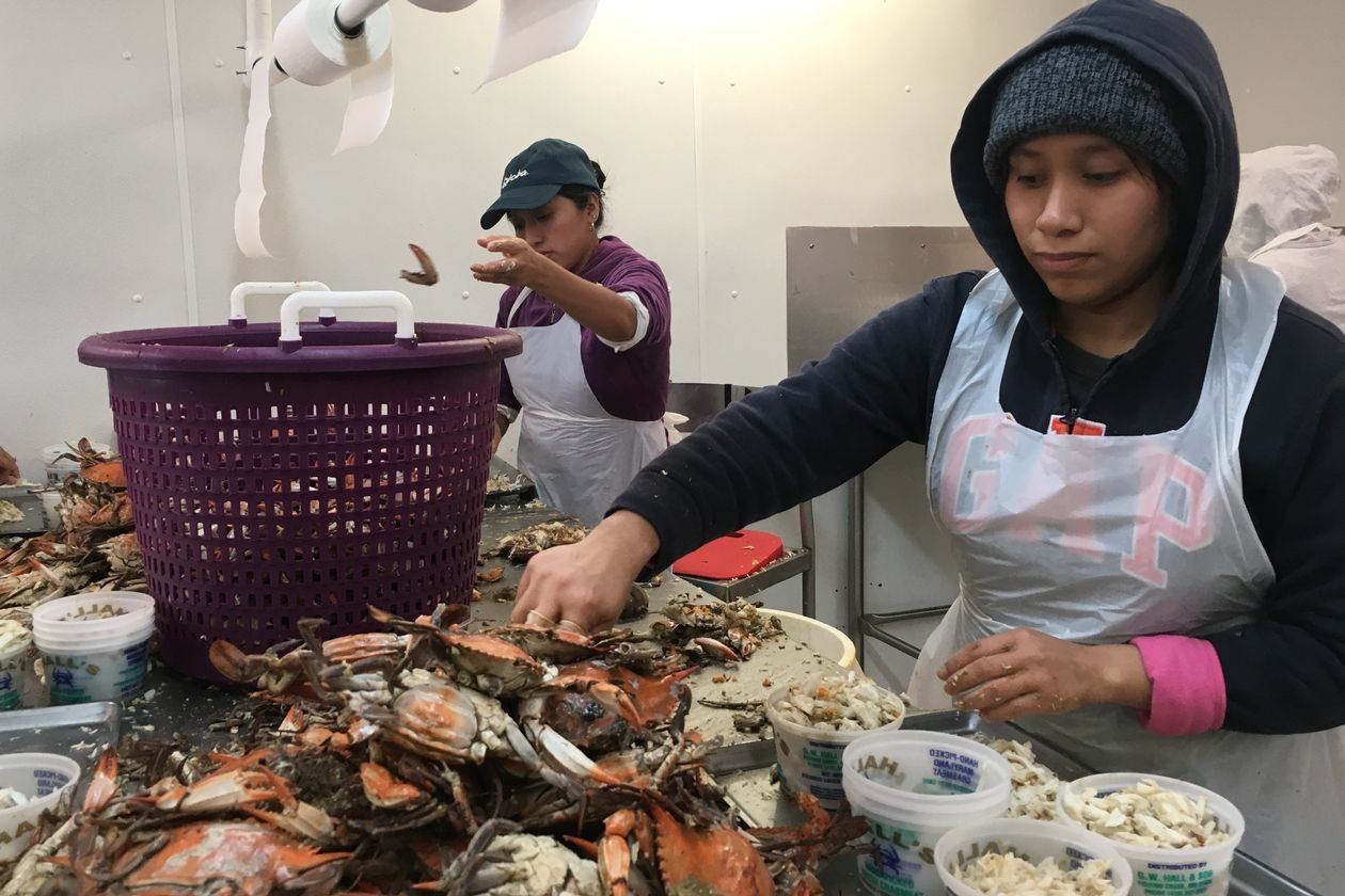 Chinh sach nhap cu TT Trump anh 3