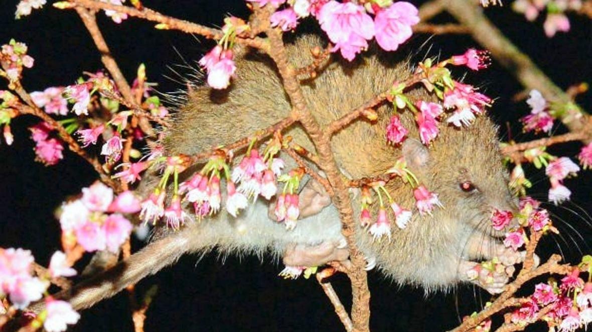 Hoa anh dao Nhat bi de doa vi nhung con chuot doi hinh anh
