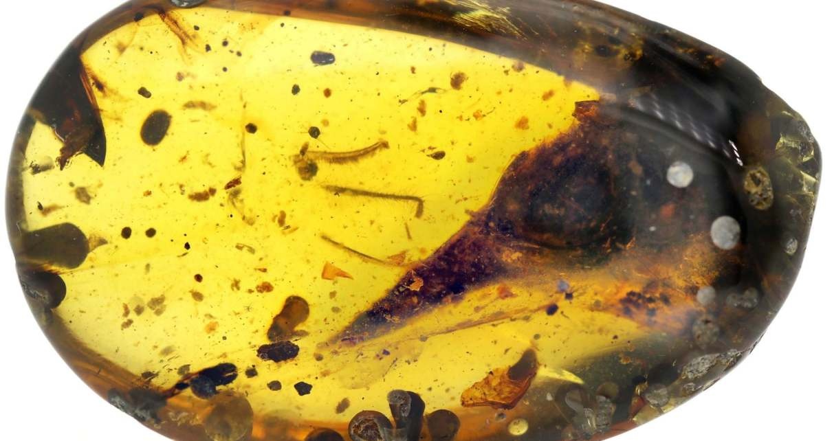 Hoa thach khung long nho nhat the gioi duoc tim thay trong ho phach hinh anh