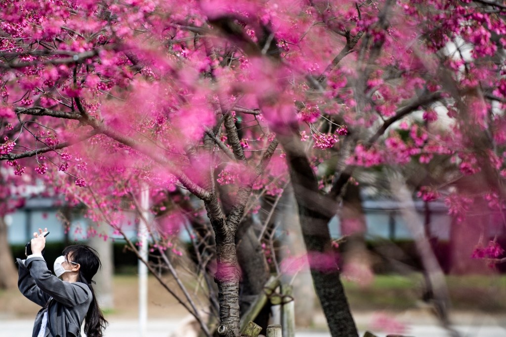 Hoa anh dao Nhat khong co nguoi coi giua mua Covid-19 hinh anh