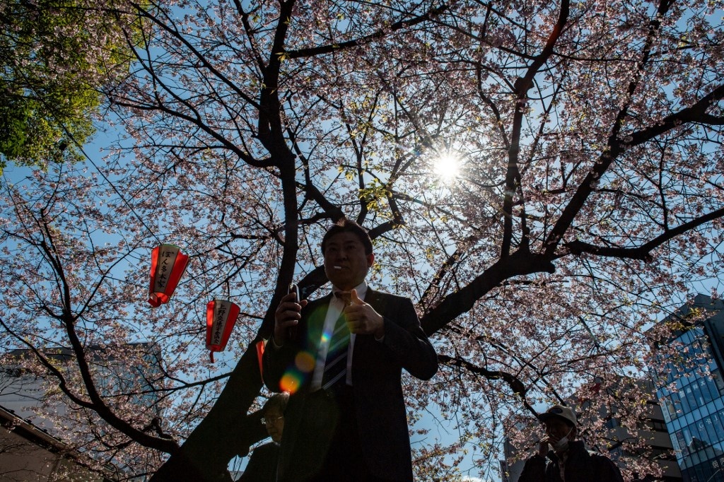 Hoa anh dao no som o Tokyo giua Covid-19 anh 5