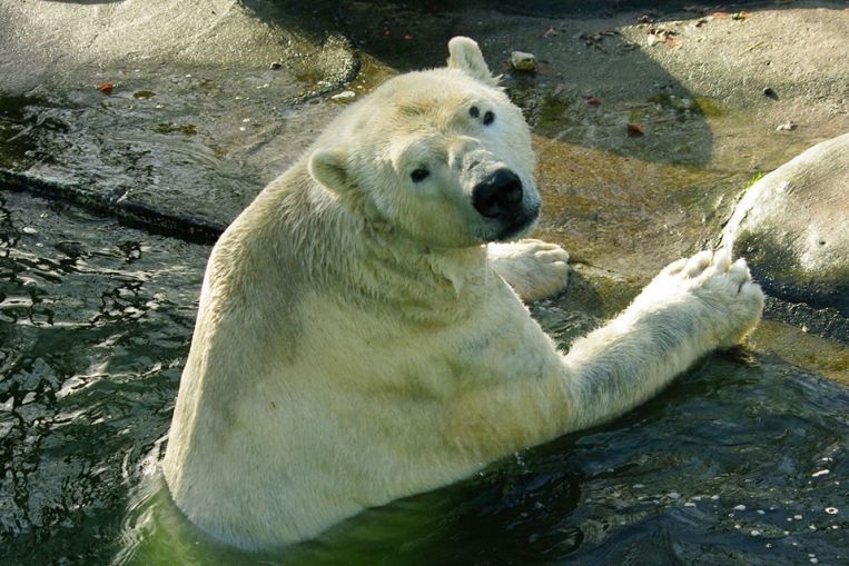 Vuon thu Duc buoc phai chuan bi ke hoach 'xe thit' vi Covid-19 hinh anh